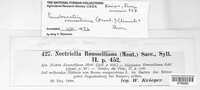 Pseudonectria buxi image